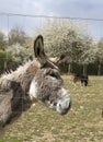 Portrait of a friendly Mediterranean donkey with goat background
