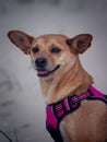 Portrait of a friendly mixed-breed dog in nature Royalty Free Stock Photo