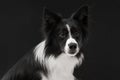 Portrait of a friendly pet. Border Collie dog breed. Royalty Free Stock Photo