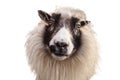 Portrait of friendly white and black Icelandic sheep looking directly into the camera Royalty Free Stock Photo