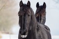 Portrait of a friesian horse Royalty Free Stock Photo