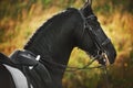 Portrait of a Friesian horse with a bridle on its muzzle and a saddle on its back, illuminated by sunlight on a summer day.