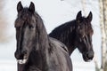 Portrait of a friesian horse Royalty Free Stock Photo