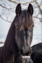 Portrait of a friesian horse Royalty Free Stock Photo