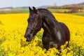 Portrait of a Friesian horse Royalty Free Stock Photo