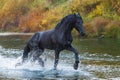 Portrait of a friesian horse. Royalty Free Stock Photo