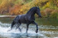 Portrait of a friesian horse.