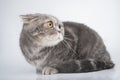 Portrait of a frightened cat. Breed Scottish Fold. Royalty Free Stock Photo