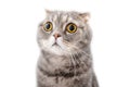 Portrait of a frightened cat closeup. Breed Scottish Fold. Royalty Free Stock Photo
