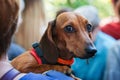 Portrait of a frightened red dachshund with big eyes on the hands of the owner