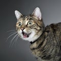 Portrait of a frightened tabby cat