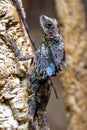 Frilled-necked Lizard Royalty Free Stock Photo