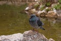 Portrait of a frozen pigeon on a stone in a pond