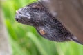 Portrait of fruit bat, or flying foxe, close-up. Cute funny fluffy asian animal eats fruit and smiles