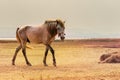 Portrait full body of beautiful white male horse with perfect ri