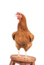 portrait full body of brown chicken standing on wood desk isolated white background Royalty Free Stock Photo
