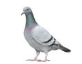 Portrait full body of gray color of speed racing pigeon bird iso
