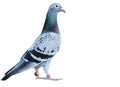 Portrait full body of speed racing pigeon isolate white background