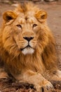 Portrait full face. powerful male lion with a chic mane impressively lies