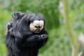 White faced saki or pithecia pithecia Royalty Free Stock Photo