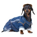 Portrait in full growth dachshund dog, black and tan, wearing western Cowboy hat and jeans costume, isolated on white background Royalty Free Stock Photo