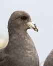 Portrait fulmar dark morphs in colonies on the island