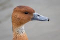 Portrait of a fulvous whistling duck