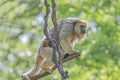 Portrait of funny adult male Brazilian Amazonian Capuchin monkey hiding in a liana tree