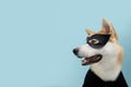 Portrait funny akita dog celebrating Halloween or carnival with a black hero costume. Isolated on blue background