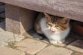 portrait of a funny angry small kitten under the stairs Royalty Free Stock Photo