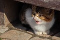 portrait of a funny angry small kitten under the stairs Royalty Free Stock Photo