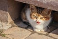 portrait of a funny angry small kitten under the stairs Royalty Free Stock Photo