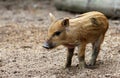 Portrait of funny baby pig, Central European wild boar