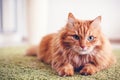 Portrait of a funny beautiful red fluffy cat with green eyes in