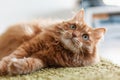 Portrait of a funny beautiful red fluffy cat with green eyes in Royalty Free Stock Photo