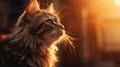 Portrait of a funny beautiful red fluffy cat with sunrise
