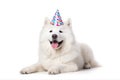 Portrait of Funny big white fluffy samoyed dog in birthday cap isolated on white background. Happy birthday banner with