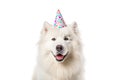 Portrait of Funny big white fluffy samoyed dog in birthday cap isolated on white background. Happy birthday banner with