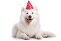 Portrait of Funny big white fluffy samoyed dog in birthday cap isolated on white background. Happy birthday banner with