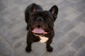 Portrait of a funny black French bulldog with his tongue hanging out, outside. Purebred dog, pet standing , dog concept Royalty Free Stock Photo