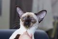 Portrait of funny blue eyes seal-point oriental cat. Royalty Free Stock Photo