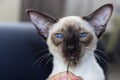 Portrait of funny blue eyes seal-point oriental cat. Royalty Free Stock Photo