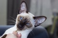 Portrait of funny blue eyes seal-point oriental cat. Royalty Free Stock Photo