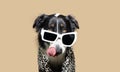 Portrait funny border collie dog covered with a towe licking its lips with tongue. Isolated on beige background Royalty Free Stock Photo