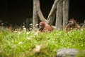 Portrait of funny and boring Asian orangutans, adult, male, sitting outdoors.