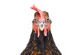 Portrait of a funny brown chicken