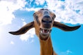 Portrait of a funny brown goat looking at the camera and smiling against the blue sky Royalty Free Stock Photo