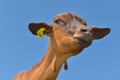 Portrait of a funny brown goat Royalty Free Stock Photo