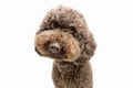 Portrait funny brown poodle puppy dog looking at camera. Isolated on white background Royalty Free Stock Photo