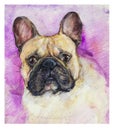 Portrait of a funny bulldog Joker made with watercolor and pencils vertical format